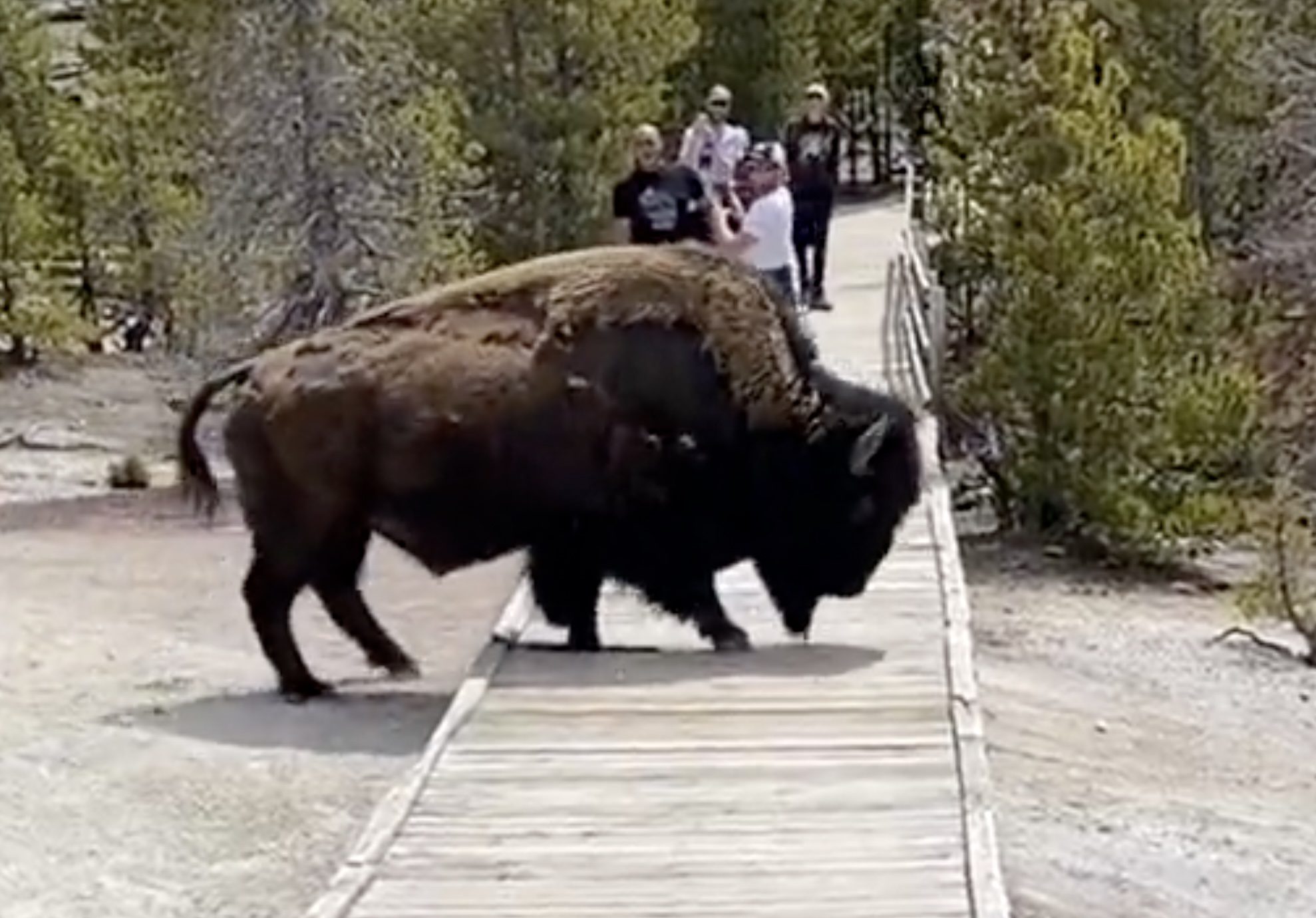 Bison Crashes Through Boardwalk At Yellowstone While Crossing Right In Front Of Tourists